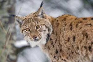 lynx_loup