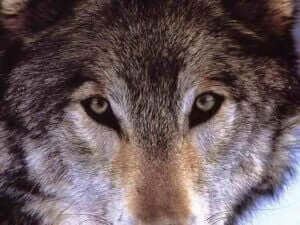 regard-loup