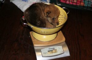 louveteau-chiot-hybride