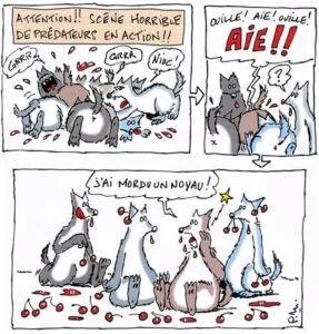 Dessin humoristique de loups commettant un carnage de cerises.