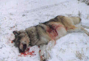 loup_mort_neige