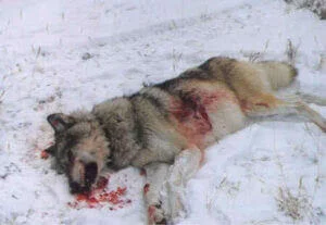 loup_mort_neige