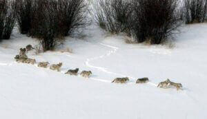 Meute de loups marchant à la queue leu leu dans la neige.