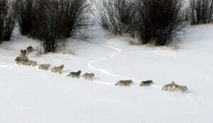 Meute de loups marchant à la queue leu leu dans la neige.
