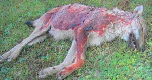 loup mort