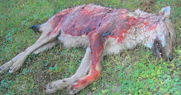 Photographie d'un loup mort et couvert de sang.