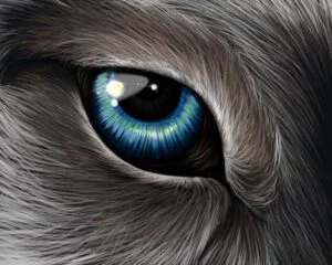 loup-ancetre-chien-recherche-evolue