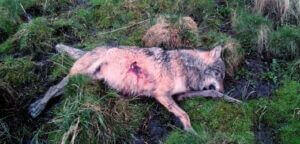 extermination_loup