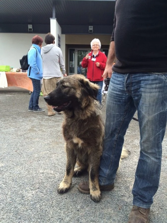 loup-brive-berger-caucase