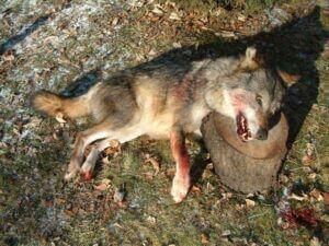 biocide-plan-loup