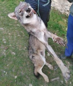 loup-dordogne-2