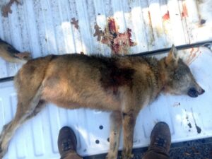 loup-mort