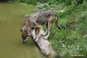 loup-gris-dordogne