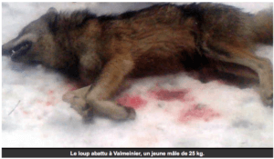 Copie d'écran montrant le cadavre d'un loup abattu à Valmeinier et pesant 25 kg.