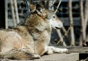 Photographie d'un loup gris allongé et vu de côté.