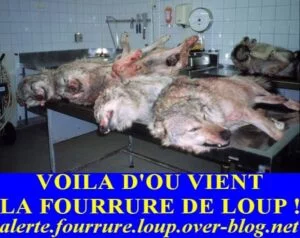 alerte_fourrure_loup