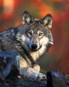 Liens du Klan du Loup