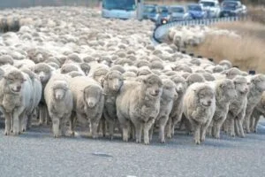 loup-mouton-ovin-fdo-gc-far