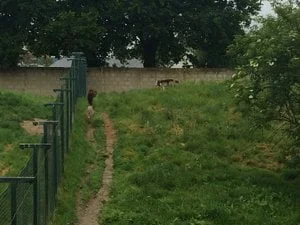 loups-ours-refuge-arche-mai-2016-kdl