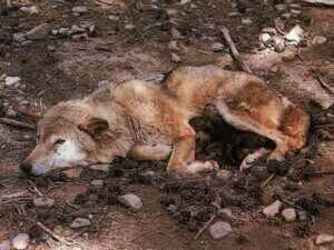 3-loups-abattus