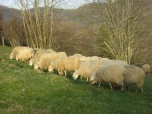 brebis_mouton_ovin_loup