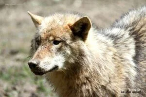 Photographie d'un loup en gros plan.