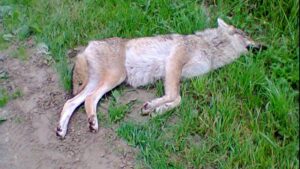 Photographie d'un loup mort étendu dans l'herbe.