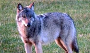 klan-loup-nederland