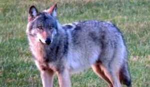 klan-loup-nederland
