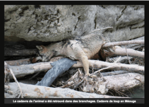 klan-loup-mort-meouge-dec-2016