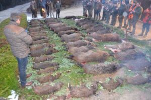 nature-morte-vivante-chasse-klan-loup