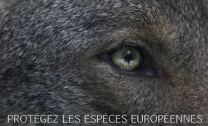 klan-loup-projet-camille-especes-europeennes