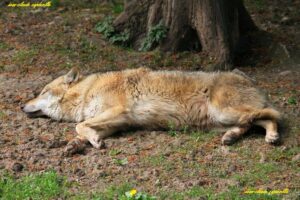 klan-loup-abattu-france