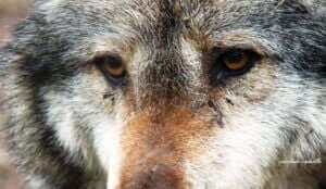 nombre-reel-loups-france