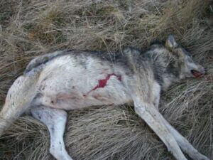loup_execute_savoie