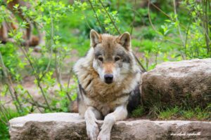 klan-loup-rejouit-appel