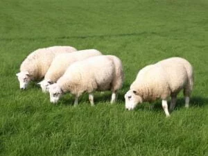 Photographie de 4 moutons en train de paître.