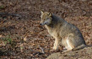 loup-rclerc