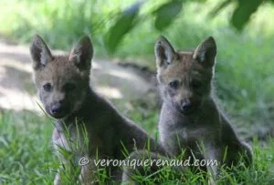 Photographie de deux louveteaux.