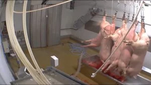 Abattoir avec carcasses suspendues.
