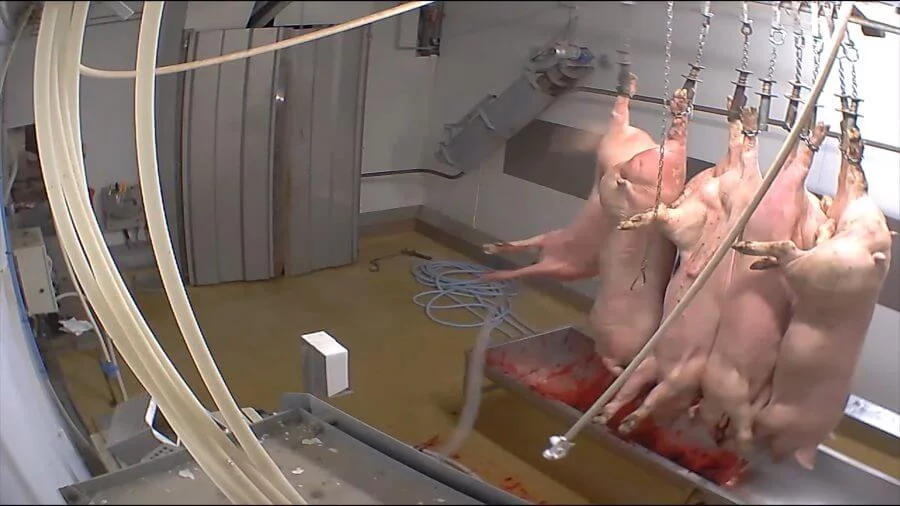 Abattoir avec carcasses suspendues.