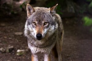 nashoba-loup