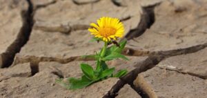 perseverer