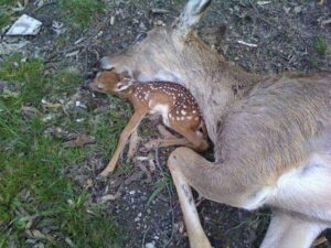Photographie d'une biche et son faon tués et mis en scène.