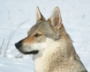 Photographie de profil de la tête d'un chien-loup tchèque (CLT).