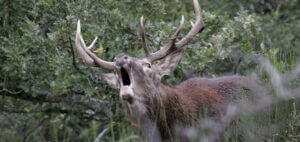 cerf-dieu-foret-perigord