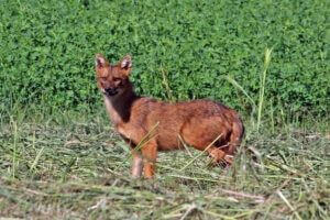 chacal-dore-canis-aureus