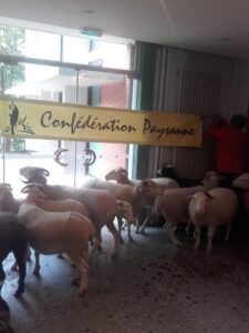 Photographie de brebis enfermées dans le hall d'un immeuble par la Confédération Paysanne.
