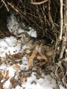 loup-mort-parc-ecrins-2018