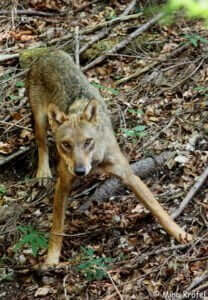 Photographie d'une louve grise (Canis lupus lupus).
